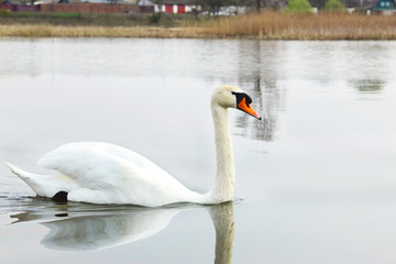 Swan. Beautiful swan on the water. Beautiful bird