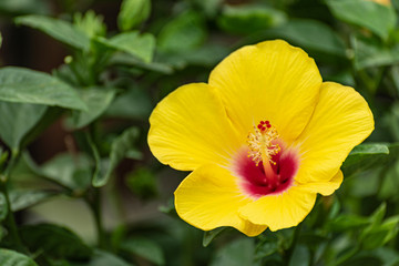Hibiscus