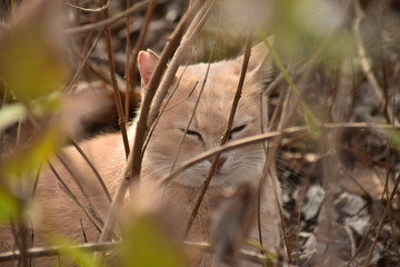 さくらねこ～Cherry cats.