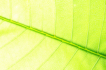 Green Leaves background