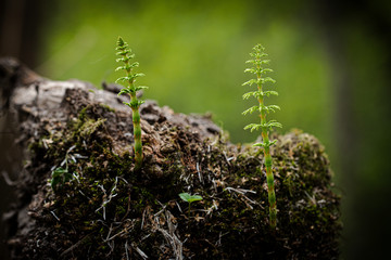 Fototapeta premium moss on tree