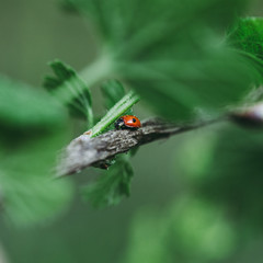 Ladybug