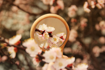 Flowers in the mirror reflection. Flowering tree. The tree blooms in the spring