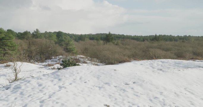 Winter landscape with dunes, snow and green trees. Shot at the coast.