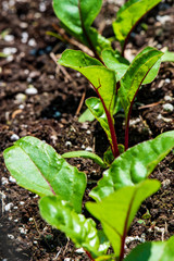 Baby Swiss Chard in the Garden