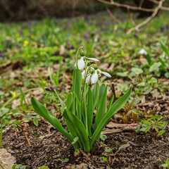 The first spring flowers-snowdrops in the forest among the dry leaves. In spring Sunny day.