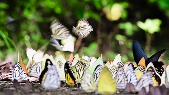 Butterfly in the forest