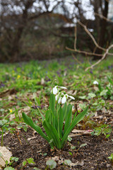 The first spring flowers-snowdrops in the forest among the dry leaves. In the spring forest.