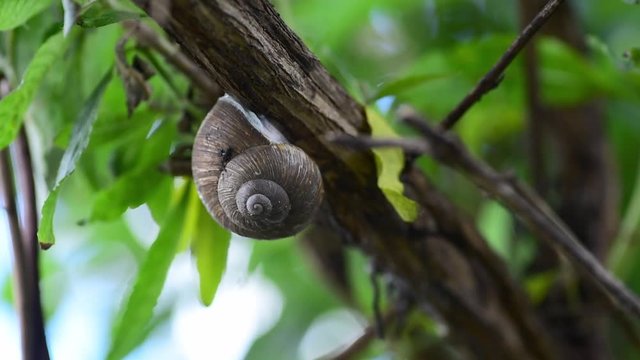 Big common garden snail in his shell or house hibernating on the tree branch between green leaves close up