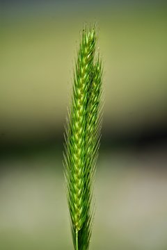 Picture of a premature wheat plant growing in my yard