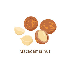 Macadamia nuts isolated on white background vector illustration in flat design.