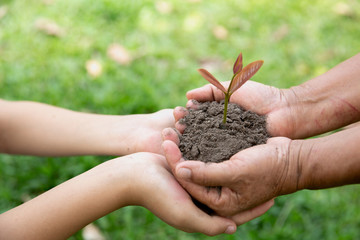 Environment Earth Day, Hands of elderly woman and Teenage girlholding a young plant against a green natural background in spring. Ecology concept