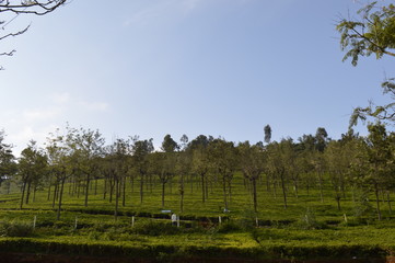  Tea estate, Kotagiri, Tamil Nadu, India