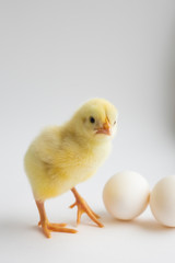 little chicken with two eggs on white background