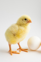 little chicken with two eggs on white background