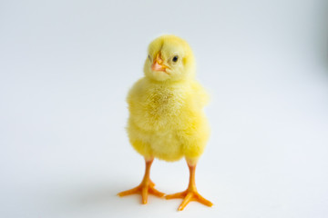 little chicken on white background
