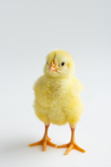 little chicken isolated on white background