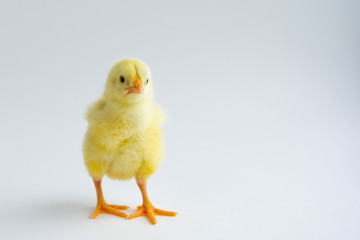 little chicken isolated on white background