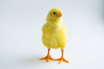 little chicken isolated on white background