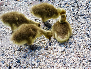 Obraz premium Netherlands. Four chicks are picking food