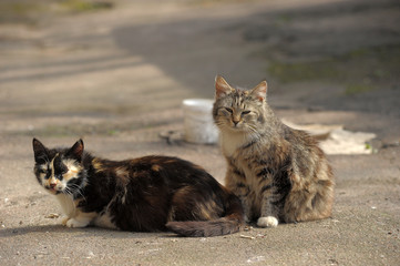 Naklejka na ściany i meble two homeless cats together on the street