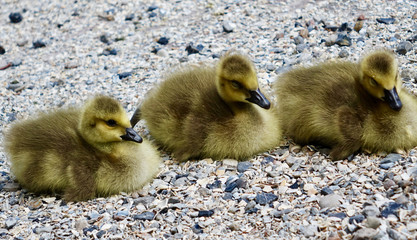 Netherlands. 3 chicks of a Greater Canada Goose