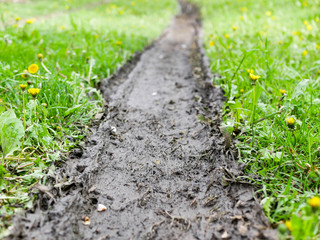 Car track on green grass with dandelion flowers, shallow depth of field.