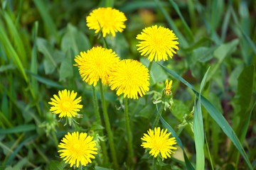 Dandelions on the lawn