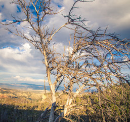 dead tree overlooking bryce canyon