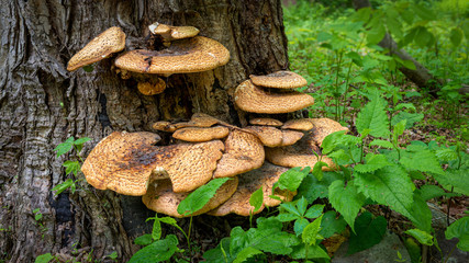 Closeup of yellow fungi growing from the stump of an old, dead tree