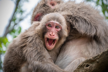 Baby monkey sitting on the tree hugging mother and smiling