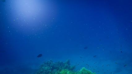 Fototapeta na wymiar Beautiful underwater image of colorful tropical coral reef on the Red sea bottom