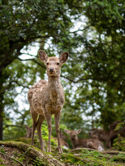 Sweet Little Deer Kid Fawn Looking to the Side with Sunshine in the forest with green background