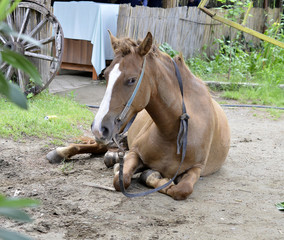 Horse on nature. brown horse siting on the ground