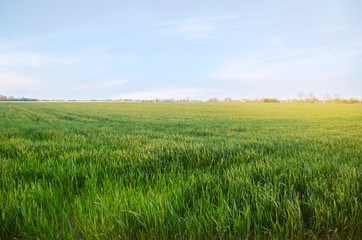 Obraz premium Young green wheat seedlings growing in a field. Agriculture. Farming. Cultivation of wheat and grain crops. Selective soft focus