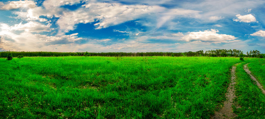 Beautiful landscape. Field, forest and sky. Panorama. Green juicy grass. Coniferous forest on the horizon. Cumulus in the sky. Fluffy clouds. Dirt road. Fabulous place.