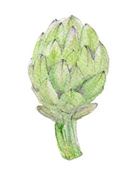 Artichoke. Hand drawn illustration isolated on white background. Watercolor vegetables.