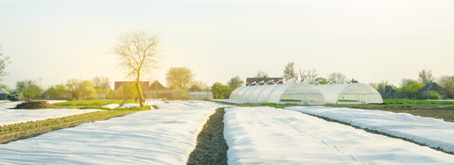 Growing vegetable. Spunbond to protect against frost and keep humidity of vegetables. Small...