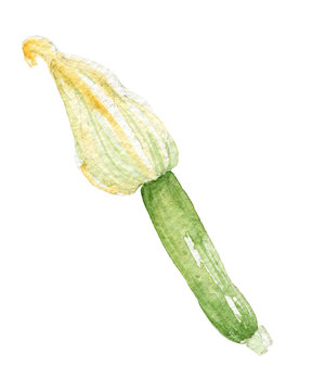 Green zucchini. Hand drawn illustration isolated on white background. Watercolor vegetables.