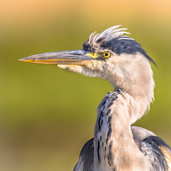 Grey heron close up of head