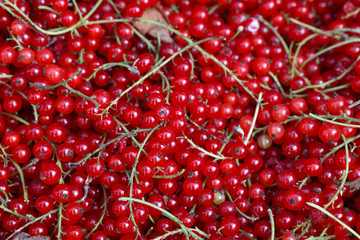 Close up fresh redcurrant on retail display