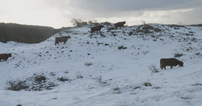 Herd of highlanders in the snow, in Dutch dunes, grazing and walking by.