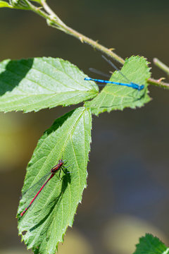 lib&eacute;lulas roja y azul sobre hoja verde de zarza