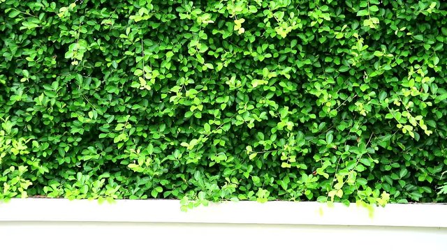 green leaves nature fench banyan tree of Indonesia on the wall