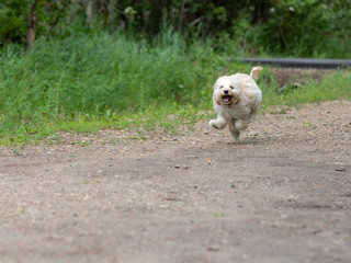 Adorable Maltese and Poodle mix Puppy (or Maltipoo dog), running happily, in the park