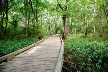 Wood walking trail through the woods