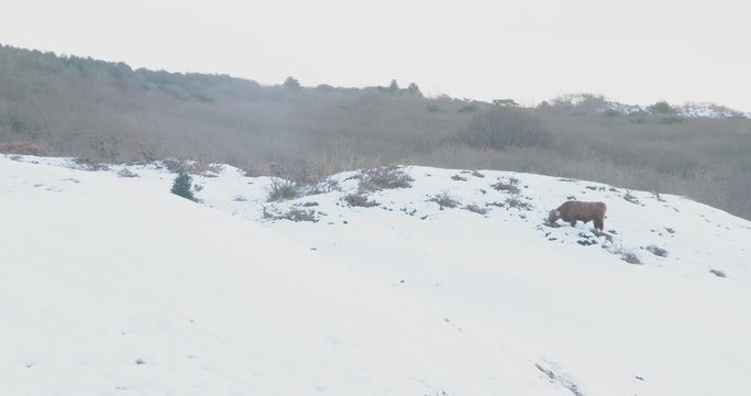 Herd of highlanders in the snow, in Dutch dunes, grazing and walking by.