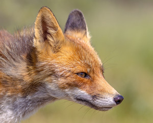 Red Fox Alert portrait