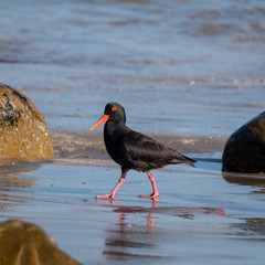 Black African oystercatcher on the beach near Boggams Bay / Mossel Bay, on the Oystercatcher Trail,...