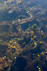 Aquatic yellow flowers growing above the water and aquatic leaves floating on the surface of a pond